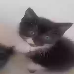 adoptable Cat in Chatsworth, IL named 3 kittens 8 weeks